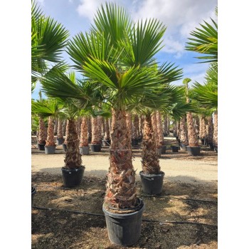 Washingtonia robusta tronco 140/160 -5*/-8*